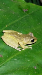 Buergeria robusta