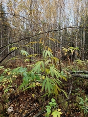 Jacobaea cannabifolia