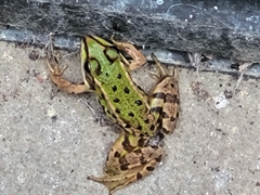 Pelophylax
