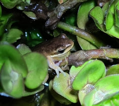 Litoria fallax
