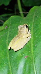 Buergeria robusta