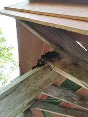 Polistes sagittarius