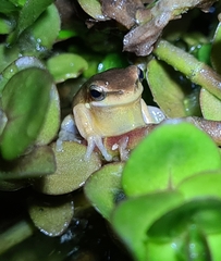 Litoria fallax