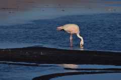 Phoenicoparrus jamesi