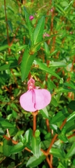 Impatiens chinensis