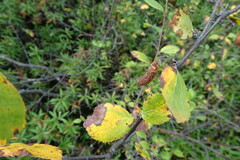 Betula divaricata