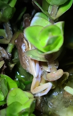 Litoria fallax