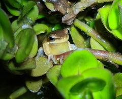 Litoria fallax