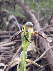 Lyperanthus serratus