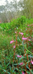 Impatiens chinensis