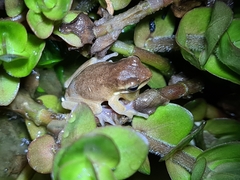Litoria fallax