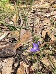Wahlenbergia stricta
