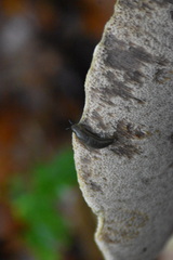 Arion hortensis