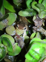 Litoria fallax