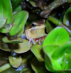 Litoria fallax