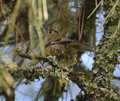 Regulus regulus azoricus