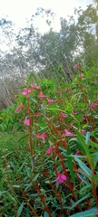 Impatiens chinensis