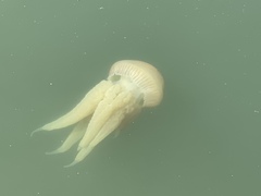 Catostylus tagi