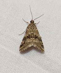 Hellula