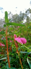 Impatiens chinensis