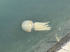 Catostylus tagi