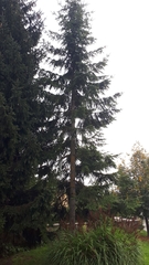 Abies alba
