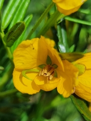 Senna aciphylla