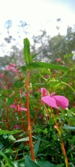 Impatiens chinensis