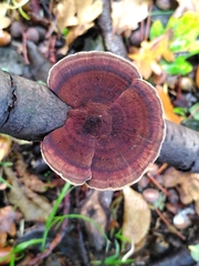 Daedaleopsis tricolor