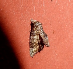 Chlumetia transversa
