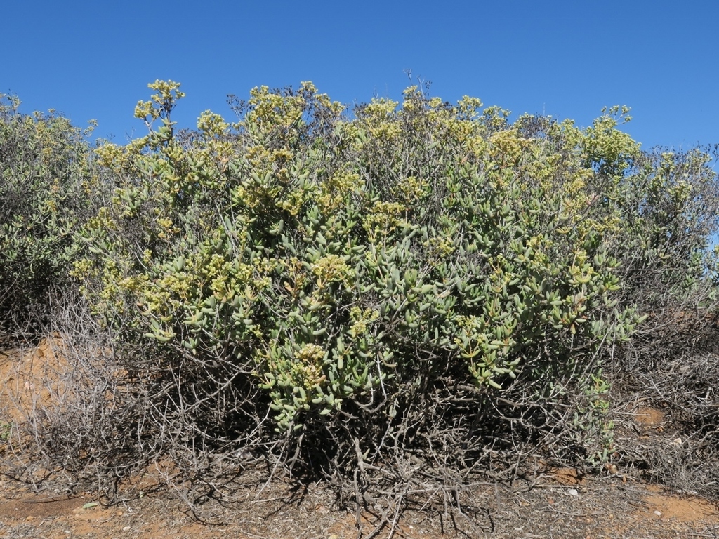 Scythefig