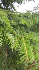 Abies alba