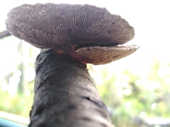 Daedaleopsis tricolor