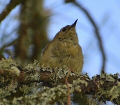 Regulus regulus azoricus