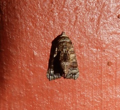 Chlumetia transversa
