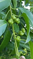 Excoecaria agallocha