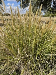 Miscanthus