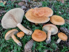 Lactarius porniniae