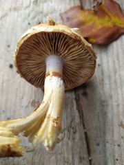 Cortinarius evernius