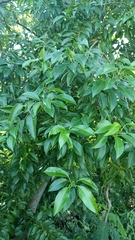 Excoecaria agallocha