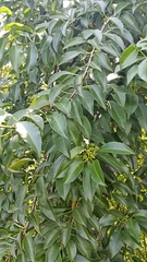 Excoecaria agallocha