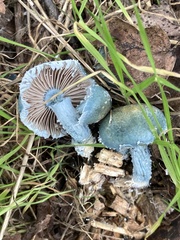 Stropharia caerulea