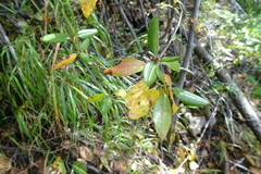 Rhododendron dauricum