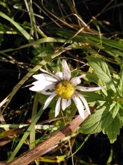 Leucanthemum vulgare