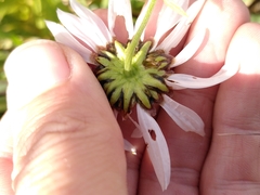 Leucanthemum vulgare
