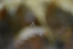 Araneus angulatus