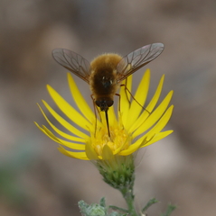 Bombyliinae