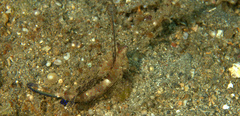 Dactylopus dactylopus