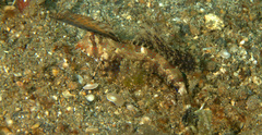 Dactylopus dactylopus