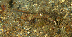 Dactylopus dactylopus